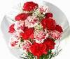 Red and White Carnations