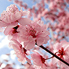 ღcherryღ blossoms 