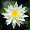 Lotus Star