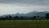 a field of giant marshmallows