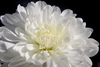 White Chrysanthemum: honesty