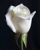 A white rose for you x
