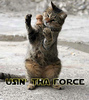 Kitten using the force