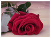  ·.¸ .·´`♥a rose for you