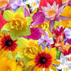 flowers to brighten your dayღ