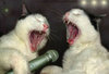 Drunk karaoke cats