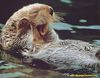upset otter