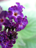 Heliotrope flower