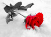 Single Winter Rose