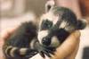 ♥ I love my pet ♥