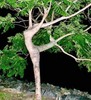 Beautiful ballerina tree