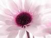 lovely wishes for you x