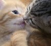 Sweet Kisses 