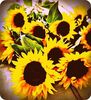 pretty sunflowers 