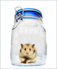 A Hamster