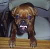 Don't steal My pet!!!