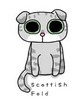 Scottish Fold Cat :3