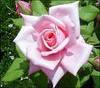 Your as Beautiful as A Rose