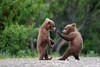 Kung Fu Grizzlies