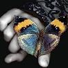ღdelicate butterfly kissesღ