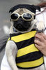 DRESSED AS A BUMBLEBEE