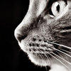Be still- my heart!