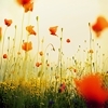 Have a Beautiful Day ♥