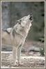 wolf howl