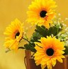 sunflowers to brighten ur day  