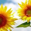 Sunflowers to brighten ur day  