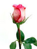 A rose for you :)