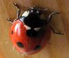 Lady bug for a good fortune!