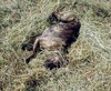 a roll in the hay