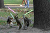 Jedi Squirrels