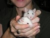 A Handful of Young Ratties