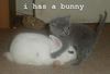 i has a bunny :D