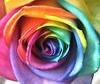 Rainbow Rose!