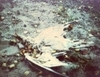 A dead seagull