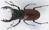 a stag beetle