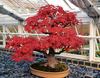 a pot of red bonsai plant