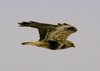 Rough-legged Hawk