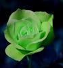 A Green Rose