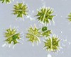 microscopic algae to feed amoeba