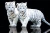 baby tigers just for u 