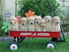 Puppies in a wagon