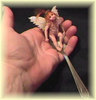 hand held fairy in a spoon