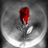  ~ A Single Silver Rose ~