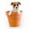 A DOG PLANT