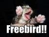 Freebird!