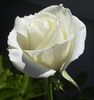 A Single White Rose